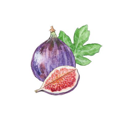 İncir illüstrasyonu. Tam bir incir ve tohumlu, tasarım elementleri beyaz arka planda izole edilmiş. El yapımı incir, botanik illüstrasyon, yemek çizimi.