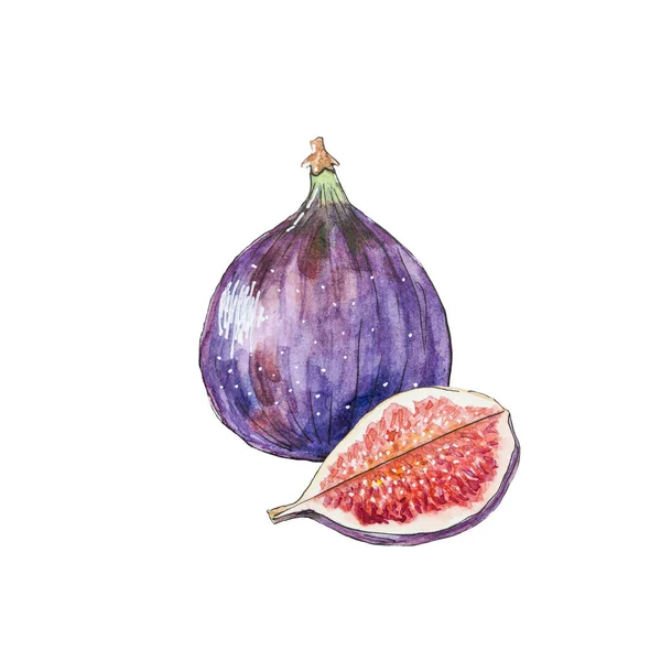 stock image Fig fruit illustration. Whole fig and quarter of the fig fruit with seed design elements isolated on white background. Hand-drawn fig, botanical illustration, food illustration