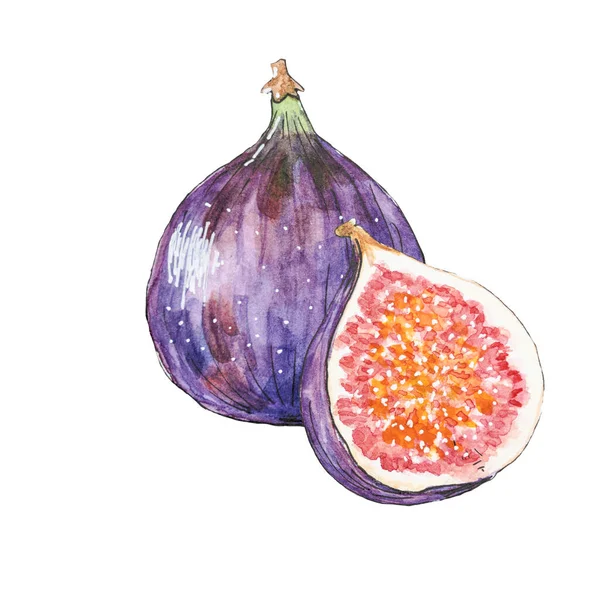 stock image Fig fruit illustration. Whole fig and half of the fig fruit with seed design elements isolated on white background. Hand-drawn fig, botanical illustration, food illustration