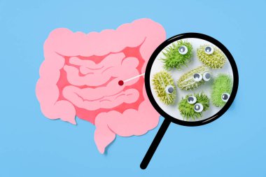 Decorative intestine and magnifying glass showing harmful bacteria inside the intestine. The concept of probiotics and prebiotics for the microbiome, intestinal check-up for cancer, top view clipart