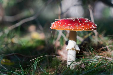 Amanita muscaria or fly agaric mushroom, psychoactive toadstool with red cap and white spots. Red cap fungus