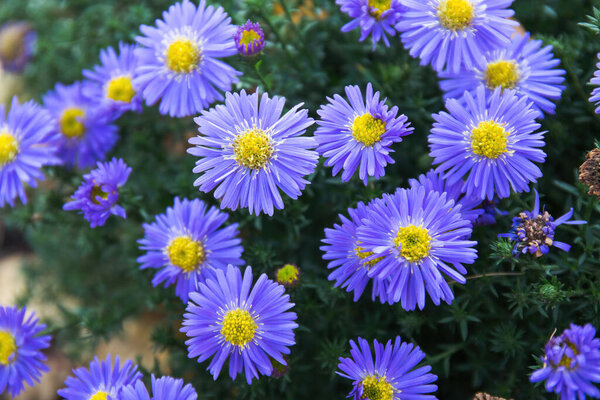 Purple flowers of Aster amellus, the European Michaelmas daisy