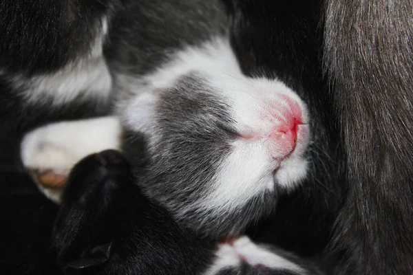 Newborn kittens sleep near mom cat. Blind kittens, grey color with white spots kitten