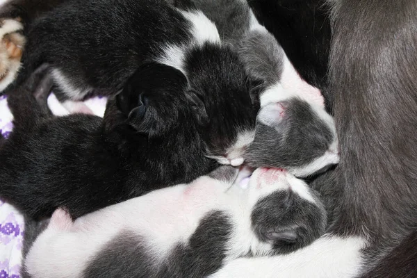 Newborn kittens sleep near mom cat. Blind kittens, grey color with white spots kitten