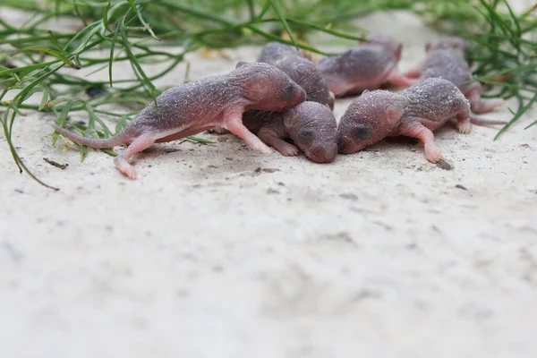A group of small newborn rats or mice. Gray little rats with closed eyes. Baby rats and mice, rodents. Medical Testing on Rats