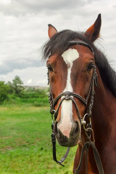 A graceful brown horse with white strip at head and with a luxurious mane looks directly into the camera. The piercing look of a horse. Horse in a bridle