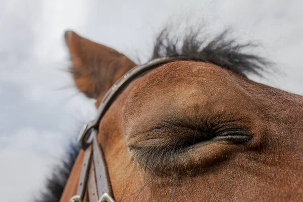A graceful brown horse closed eye and resting. Close up horse eyes and eyelashes. Sensitive moment. Animal Trust.