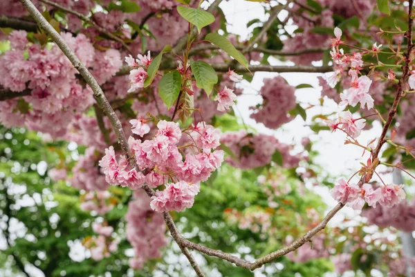 Цветок Сакуры Цветы Сакуры Цветы Вишни Дереве Дневной Свет — стоковое фото
