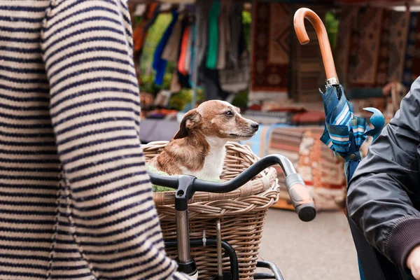 An elderly dog sits in a bicycle basket, safe transportation of an animal in a bicycle basket. City lifestyle, friendship with dog, pet