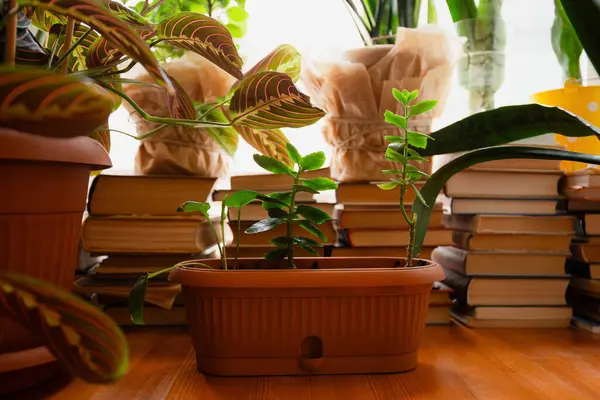 Растения Процветают Среди Стопок Книг Деревянном Столе Создавая Уютную Интеллектуальную Стоковое Изображение