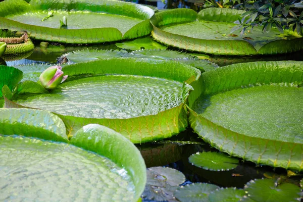Victoria boliviana water lily pads or leaves float on water, a pink flower buds