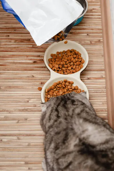 The owner filled with dry pet food pet bowl from big open package of food, the cat enjoys the food