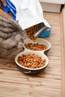 Evcil hayvan sahibi kedi mamalarını kuru kedi mamasıyla dolduruyor, iki yemek kasesini ahşap bir çantadaki köpek mamasıyla dolduran tuhaf bir tekir kediye yakından bakıyor.