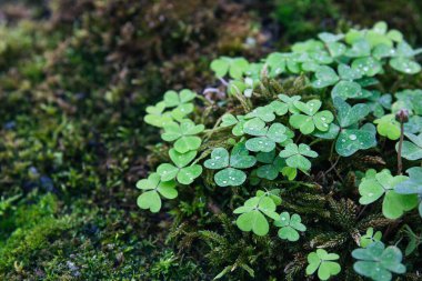 Bereketli yosunlu zeminde büyüyen çiğ yonca yapraklarının yakın çekimi canlı ve taze bir doğal zemin oluşturur, yağmur damlaları