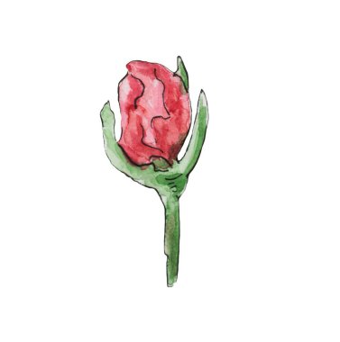 Gül goncalarının ayrıntılı suluboya çizimi, pembe yapraklar ve yeşil saplar, doğal sağlık, güzellik ve bitkisel çay