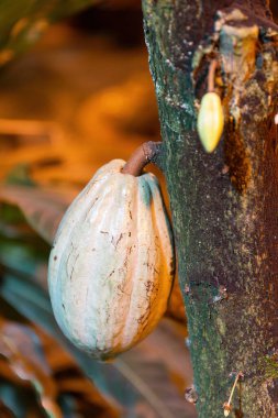 Bir ağaç gövdesine bağlı kakao kabuğunun yakın plan çekimi, canlı bir tropikal ormanda geçiyor, kakao ve çikolata içeriyor.