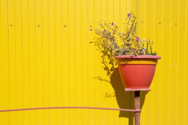 Parlak sarı bir duvara yaslanmış kırmızı bir tencerede canlı bir saksı, güneş ışığının gölgesi, haşhaş gölgesi, kontrastı