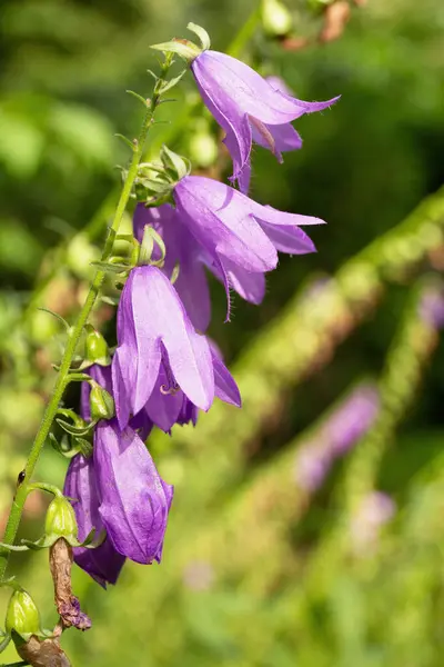 stock image Purple flowers of blubell blooming on a green stem with a blurred green background