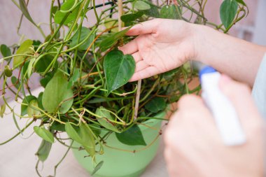 Yakın plan bir el, kapalı bir bitkiyi sprey şişesiyle, nemli yapraklarla ve havayla nazikçe suluyor.