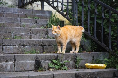 Kızıl bir sokak kedisi, evsiz bir kedi sokakta yemek için yalvarıyor.