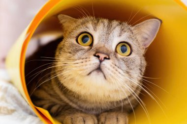 Açık gözlü bir tekir kedinin parlak sarı bir tüpün içinden dışarı bakıp neşeli bir merak anı yakaladığı yakın plan.