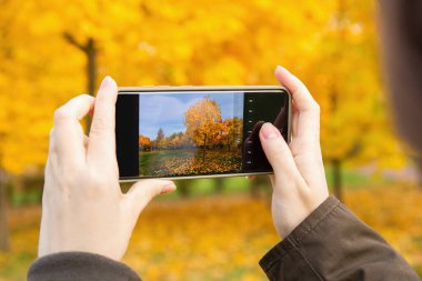 Parlak sonbahar ağaçlarını, parktaki sarı yapraklarla fotoğraflamak için akıllı telefon kullanan bir insan, ekrana odaklanıyor.