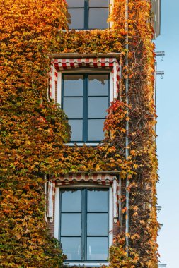 Canlı sonbahar renkleriyle sarmaşık kaplı duvarları olan bir binanın ön cephesine yakın plan, çizgili tenteli pencereler.