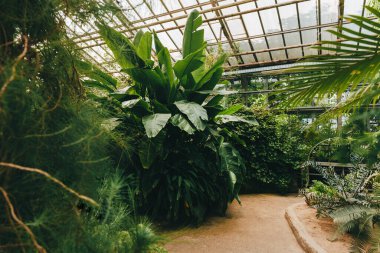 Yoğun tropikal bitkiler doğal ışık altında serada, bahçe yolunda gelişir.