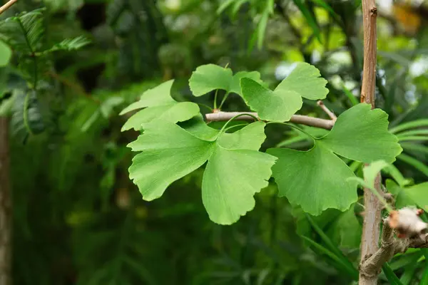 Taze Ginkgo Biloba yaprakları bir dala, dokuya ve şekle sahip doğal yeşil arka plana karşı
