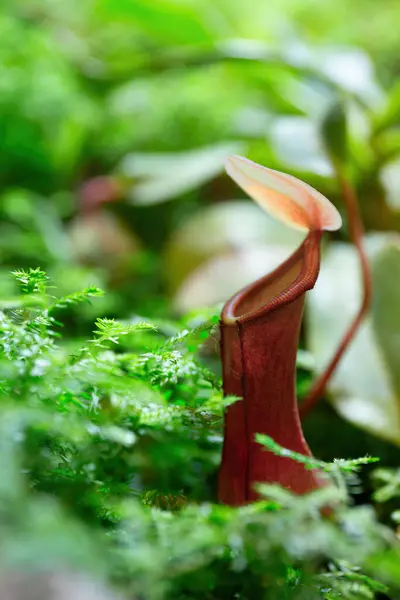 stock image A red pitcher plant with an open red lid catching insects, unusual tropical house plant