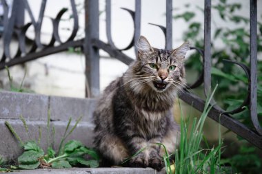 A hungry street cat with green eyes Staring Into The Camera and Meow clipart