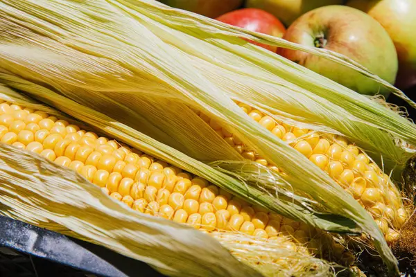 stock image Freshly picked corn and apples in a crate, seasonal autumn farm harvest or produce