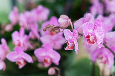 Çiçek açmış, bulanık orkide bahçesinde zarif, detaylı pembe orkideler.