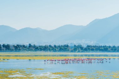 Pembe flamingo sürüsü sessiz bir gölde besleniyor.