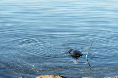 Dalgıç kıyafeti, şnorkel, maske, yüzgeç ve solunum tüpleri ile donatılmış dalgıç okyanus suyuna, su altı keşiflerine,
