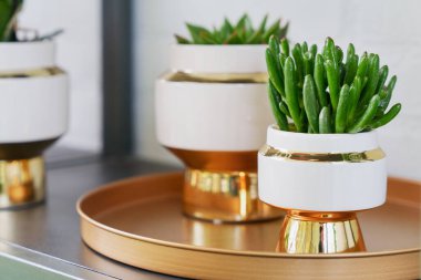 Succulent plants in modern stylish gold and white pots on a golden tray, creating a modern home decor clipart