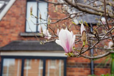 İlk manolya çiçeği bir manolya ağacında çiçek açıyor, bahar geliyor.