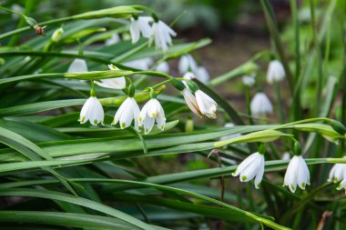 Taze yeşillikte açan beyaz kar taneleri, yenilenme ve bahar geliyor.