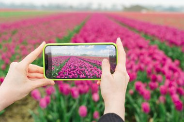 Bir insan elinde akıllı bir telefon tutarak baharda geniş bir Hollanda çiçek tarlasında çiçek açan pembe lalelerin sıra sıra fotoğraflarını çeker..
