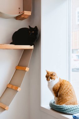 Siyah bir kedi ahşap bir kedi rafında çömelirken, kızıl bir kedi de örgü örülmüş bir yatakta, pencerenin kenarında oturup, çevrelerini gözlüyor..