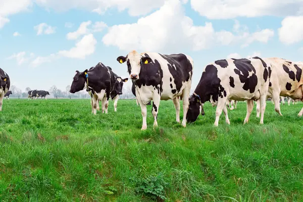 Holstein ineklerinin bir sürüsü, bir süt çiftliğinde bulutlu bir gökyüzünün altında yemyeşil çimlerde otlar..