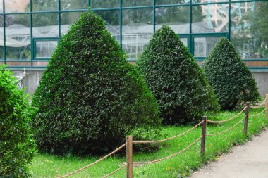 Keskin kesiklere sahip koni benzeri çalılar bir patika ve çitin yanında büyür peyzaj, peyzaj ve bahçe bakımında.