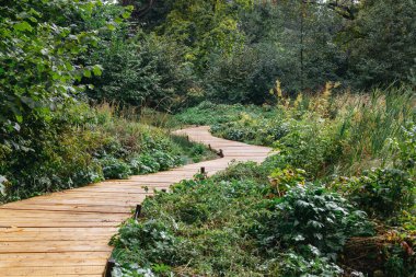 Boş ahşap kaldırım, sık bir orman manzarası, eko turizm, orman patikası gibi sık yeşillikler arasında yavaşça kıvrılır.