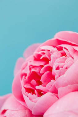 Pembe şakayık tomurcukları, koyu mavi bir arkaplan, kopya alanı, çiçek arkaplanı karşısında tam odak olarak çiçek açar.,