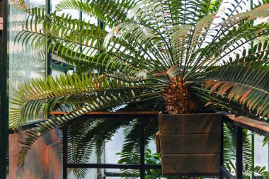 Metal ve cam çerçeveli güneşli bir seranın içindeki kare bir ahşap tencereye çarpan palmiye geniş bir alana yayılır.