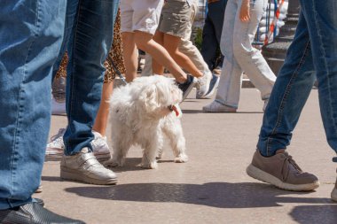 Tasmalı küçük beyaz bir köpek, açık hava etkinliği sırasında etrafta dolaşan insanları izliyor.