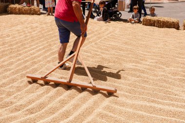 Valencia Fiesta del Arroz sırasında kuru pirinçte temiz hatlar oluşturmak için büyük ahşap tırmıkları sürüklüyor. Kırsal gelenek, hasat kültürü - İspanya, Valencia, 05.06.2023
