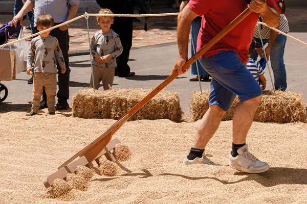 Adam Fiesta del Arroz 'da hız yarışması sırasında yerde pirinç taneleri tırmıklıyor, yerel festivalin tadını çıkarıyor - İspanya, Valencia, 05.06.2023