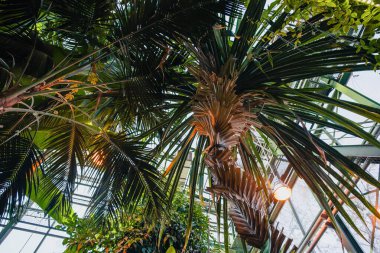 Uzun bir palmiye ağacının altından manzara ve cam ve metal serada katmanlı tropikal bitkiler, tropikal botanik
