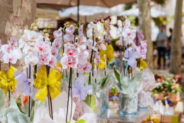 Various flowering orchid plants wrapped as a gift and decorated with ribbon bows, Mothers Day